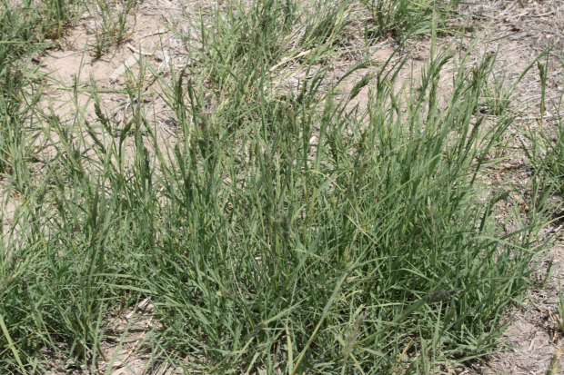 alkali saltgrass (Distichlis stricta )